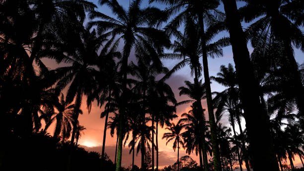 oil palm tree plantation , during sunset